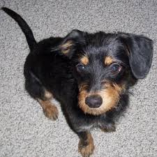 Dachshund Terrier Mix Pitbull Terrier American Pitbull Terrier Crazy Dog Lady