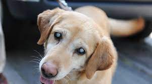 Recognising And Preventing Cataracts In Dogs - Petprofessional