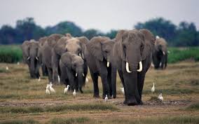 The herd of elephants is playing football. 8960 A Herd Of Elephants On The Field And White Birds Cgtn Africa
