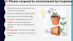 What if the plant is on the edge of a table and the only available light source is on the floor? Growth In Plants Topic Ppt Download