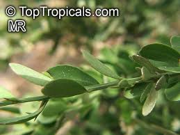 Image result for Gymnosporia glaucophylla