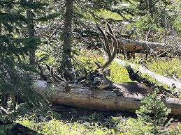 Randy Ulmer Tags Another Muley Buck in the High Country