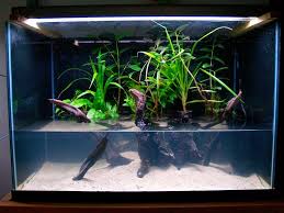 10 Viii 11 Mangrove Tank I M Jpg 750 563 Biotope Aquarium Saltwater Tank Fish Tank