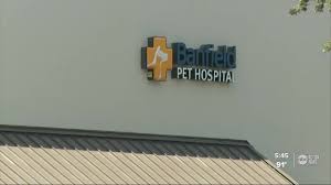 Across our 1,000+ hospitals in the u.s. Owner Desperately Searching For Dog After She Goes Missing From Banfield Pet Hospital