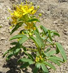 Image result for Cleome maculata