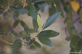 Image result for Vepris bachmannii