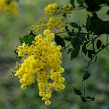 Image result for Acacia podalyriifolia