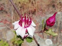 Image result for Satyrium kitimboense