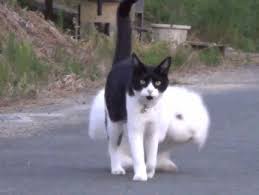 Cat Animated Gif Animals Friendship Funny Animals Cute Animals