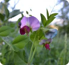 Image result for Pisum sativum