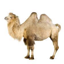 Camel ride into the sahara desert. An Exhaustive List Of The Animals In The Sahara Desert Animal Sake
