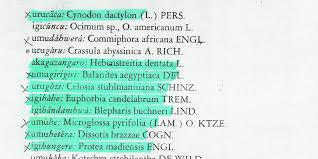 Image result for Celosia stuhlmanniana