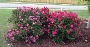 Knockout Roses Pink Red Knockout Rose Turning Pink Knockout Roses Landscape Projects Backyard Plants