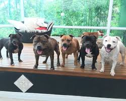 Visiting My Family Torostaffies Staffordshirebullterrier Staffbull Staffiesgram Staffylove Staffie Staffy Dog Cute Dogs Dogs