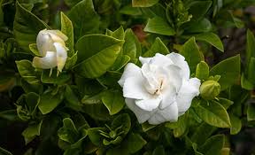 Image result for Gardenia