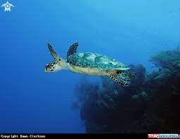 Underwater Photography Flying Turtle Eretmochelys Imbricata Hawksbill Turtle Turtle Turtle Love Underwater Photography