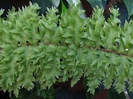 Image result for Nephrolepis