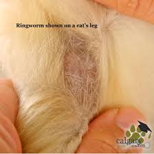Image result for what do Mallophaga look like in dog fur