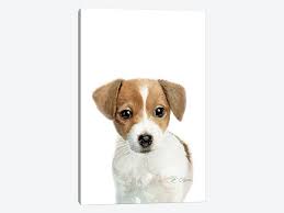 Our site includes breeder and puppy listings, trial schedule, picture galleries, advice articles, rescue links, breed standard, events (racing, conformation, gtg, super earth, agility. Jack Russell Terrier Puppy Canvas Wall Art By Watercolor Luv Icanvas