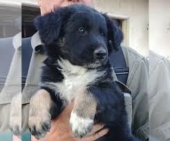We have cheap and healthy corgi puppies for sale in the united states and canada. Puppyfinder Com Cowboy Corgi Puppies Puppies For Sale And Cowboy Corgi Dogs For Adoption Around The World Page 1 Displays 10