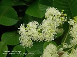 Image result for Tetracera alnifolia
