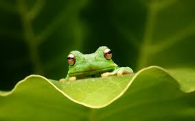 Things are beginning to wind down now for the year and i'm really looking forward. 46 Frog Backgrounds Wallpaper On Wallpapersafari