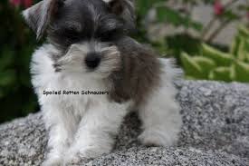 Black And White Parti Mini Schnauzer Teacup Puppies Toy Schnauzers Teacup Schnauzer Puppies For Sale Schnauzer Puppy Miniature Schnauzer Puppies Schnauzer
