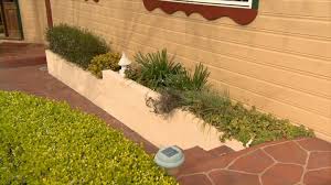 Grind them and spread near entry points, in flower beds and potted plants to deter ants. How To Get Rid Of Ants Gold Coast Pest Services