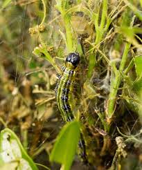 Image result for caterpillar box tree moth inside buxus plant
