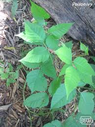 How To Identify Iowa S Poisonous Plants Poisonous Plants Plants Invasive Plants