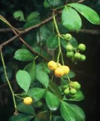 Image result for Toddaliopsis