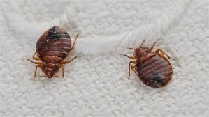 The bed bugs will be eating in bed when they are feeding on you though.you can keep bed bugs at bay with bed protectors. How To Get Rid Bedbugs