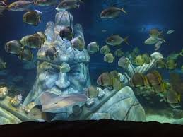 Akvaryum Forum Istanbul 1 Sea Life Steemit