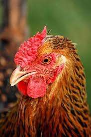Their large crests limit their vision and so they are easily. Wyandotte Chicken Wikipedia