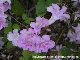 Image result for Bignonia callistegioides