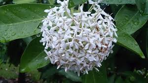 Image result for Ixora fastigiata