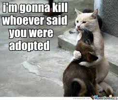 Image result for Animal Meme