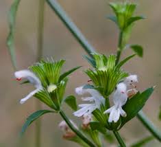 Image result for Leucas glabrata