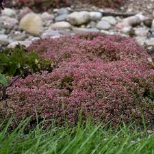 Image result for Sedum ruwenzoriense