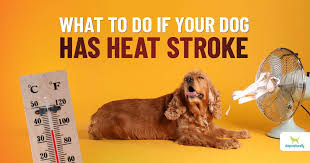 Check spelling or type a new query. Updated Can My Dog Get Heat Stroke Dogs Naturally