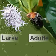 Check spelling or type a new query. La Cochenille Les Degats Au Jardin Et Les Traitements Bio