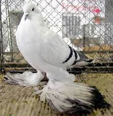ice pigeon photo from zwonitz show pigeon breeds cute pigeon pigeon pictures