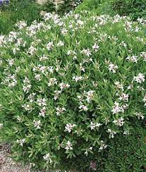 Maybe you would like to learn more about one of these? Daphne Eternal Fragrance Daphne Eternal Fragrance Daphne Plant Evergreen Plants