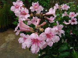 Image result for Rhigozum zambesiacum