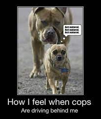 I hope you will love them. Funny Animal Pictures Simply Stacie