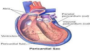 Pericardium Google Search Cancer The Cure