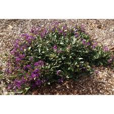 Image result for Hardenbergia