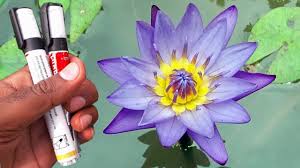 Check spelling or type a new query. How To Fertilize Waterlilies Best Fertilizer For Any Pond Plants Terrace Garden Youtube