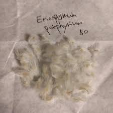 Image result for Eriospermum porphyrium