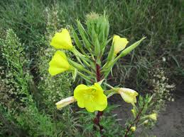 Image result for Oenothera indecora